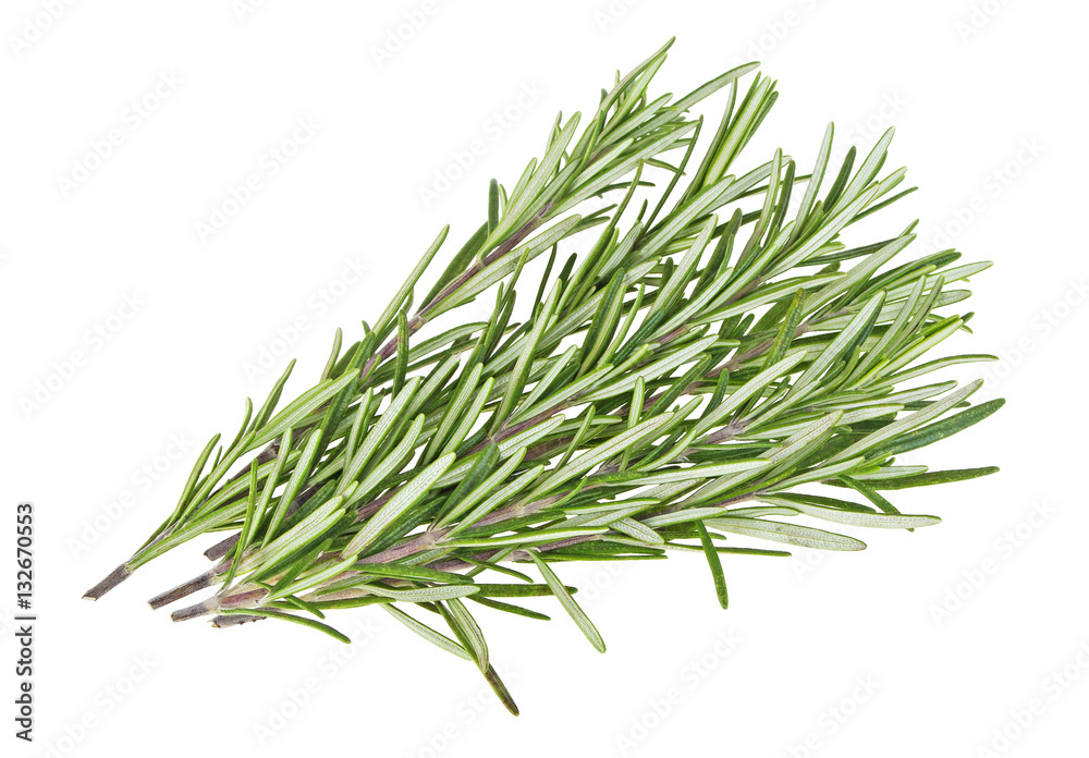 Rosemary isolated on a white background