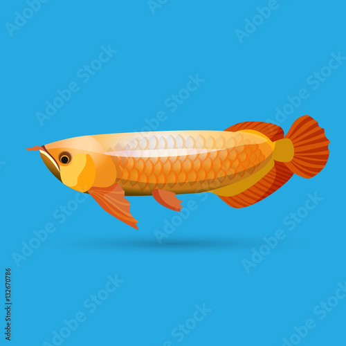 Isolated golden arowana. Freshwater bony fish bonytongues.