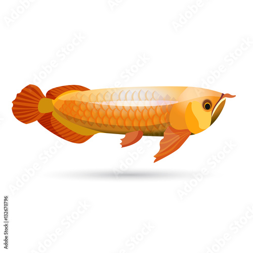 Arowana freshwater bony fish known as bonytongues isolated on white