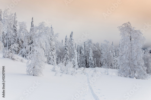 Winter Landscape with Ski trail in the coniferous frosty forest