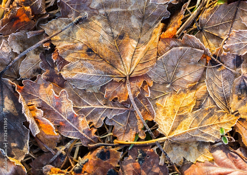 Fallen leaf macro.