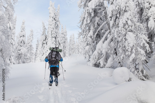 Принти на полотні Unrecognizable backcountry skier walking in a snowy forest with backpack