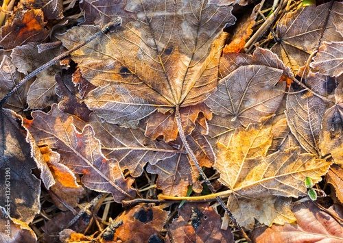 Fallen leaf macro. © milosz_g