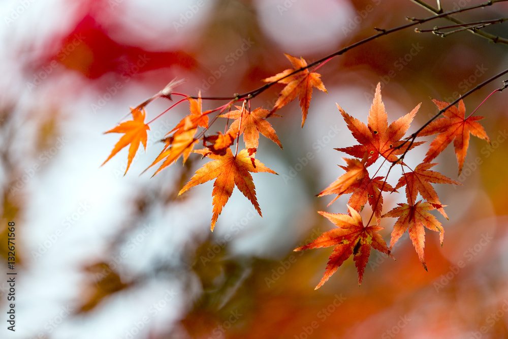 Japanese Maple leaves in autumn Japanese Maple leaves in autumn