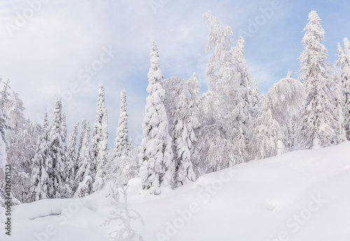 Winter landscape with wide snowfields, frost covered trees after strong snowfall