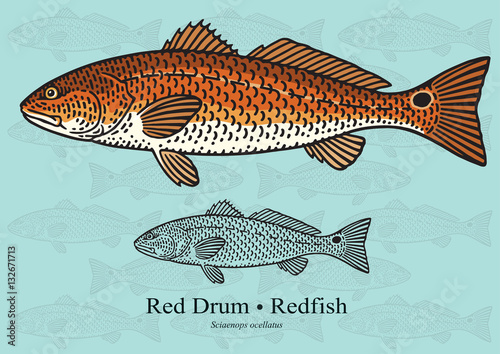 Red Drum, Redfish. Vector illustration for artwork in small sizes. Suitable for graphic and packaging design, educational examples, web, etc.