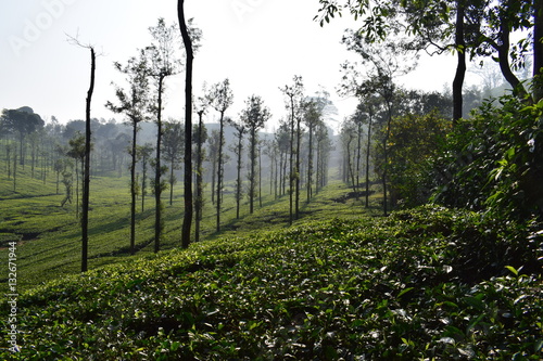 Tea plantation