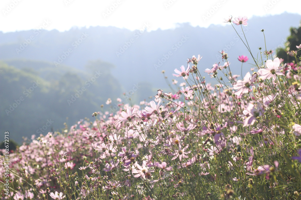 Obraz premium Stock Photo:.Pink and red cosmos flowers garden, soft focus