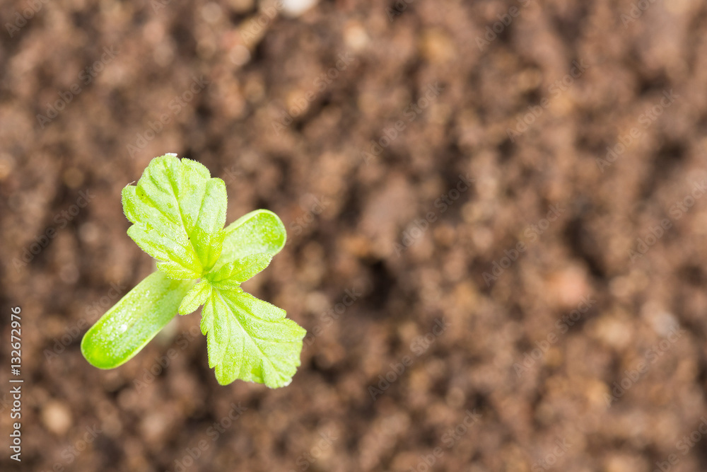 Naklejka premium Baby cannabis plant in a flower pot