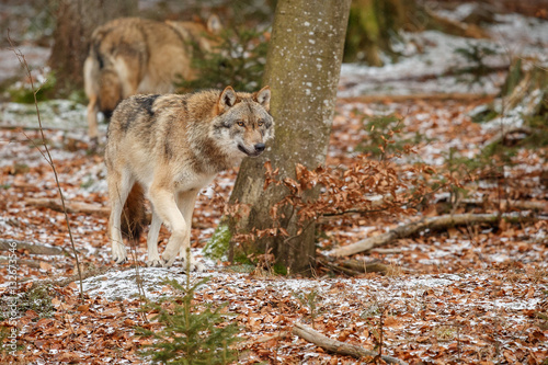 Eurasian wolf is walking in nature habitat in bavarian forest, national park in eastern germany, european forest animals, canis lupus lupus