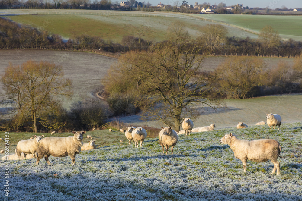 Obraz premium Sheep in A Frosty Field