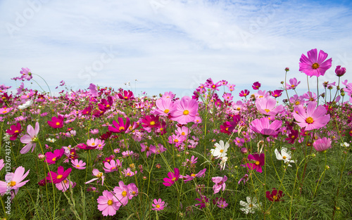 Cosmos Flower field with blue sky,spring season flowers