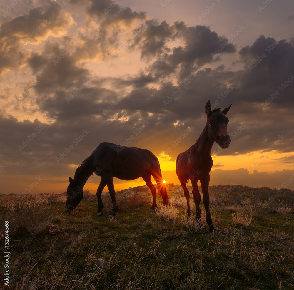Beautiful sunrise landscape with horses. Horse and foal on mountain pasture under dramatic Beautiful sunrise landscape with horses. Horse and foal on mountain pasture under dramatic