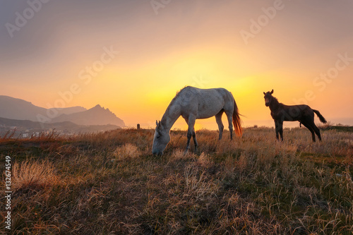 Beautiful sunrise landscape. Horse and foal on mountain pasture.