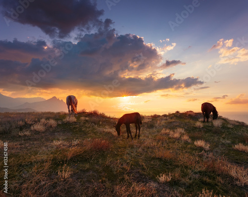 .Beautiful sunrise landscape with horses. Horse and foal on mountain pasture under dramatic cloudy sky..