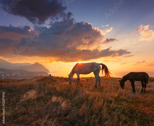 Beautiful sunrise landscape with horses. Horse and foal on mountain pasture under dramatic cloudy sky..