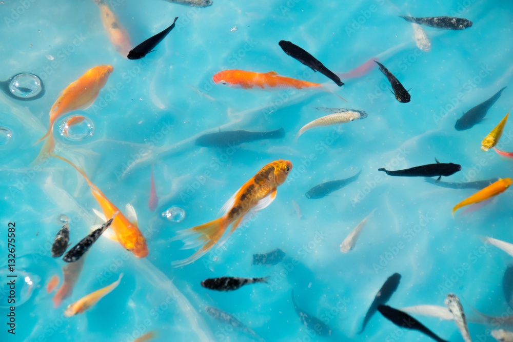 Little goldfish & Koi in Ponds for goldfish scooping game Little goldfish & Koi in Ponds for goldfish scooping game