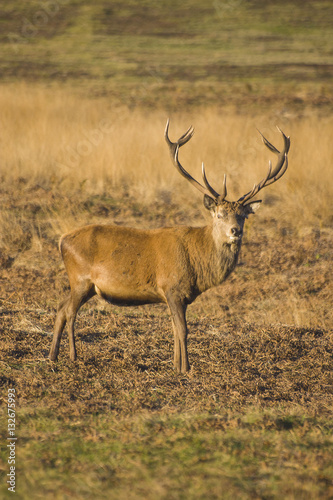 Red Deer Stag 03