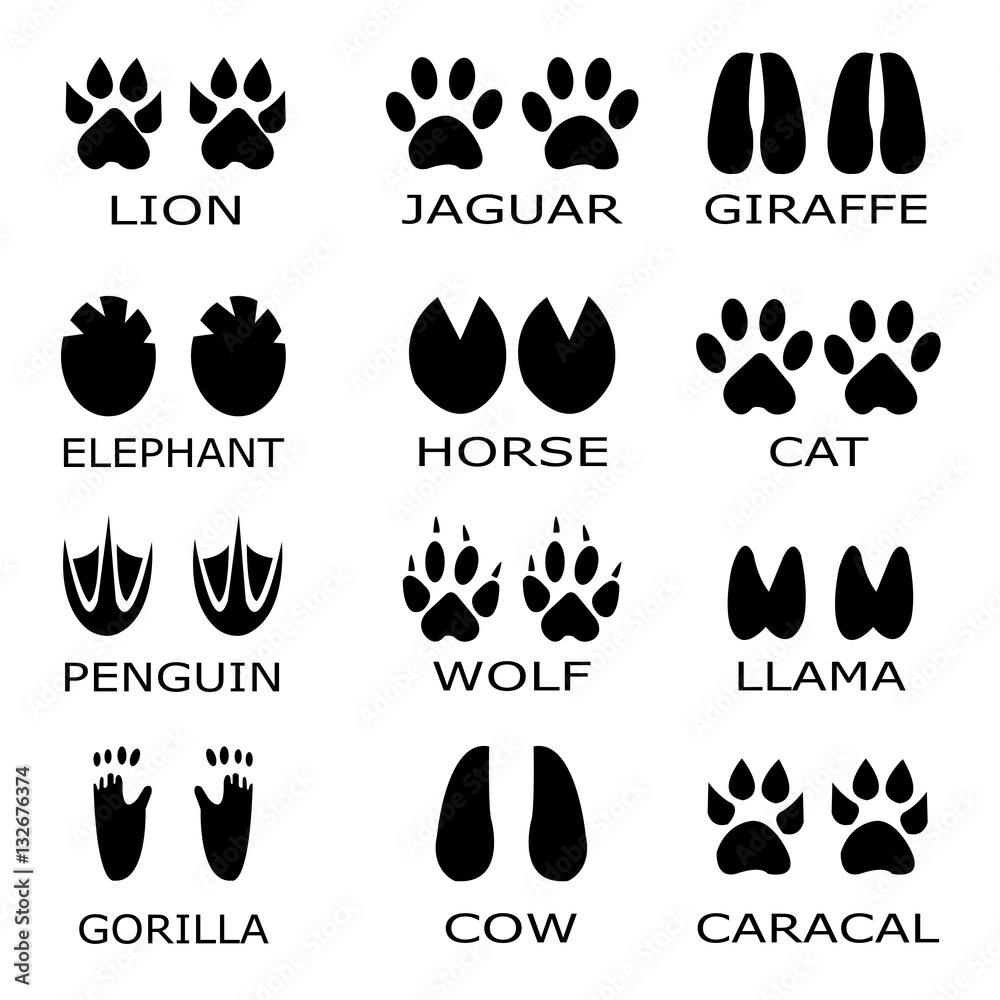 Animal Footprints Vector Set Foot Prints Animals Stock Vector Adobe