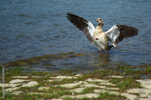 Wildgans am Rhein