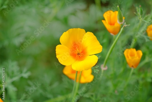 California golden poppy flowers blooming on field. Selective focus