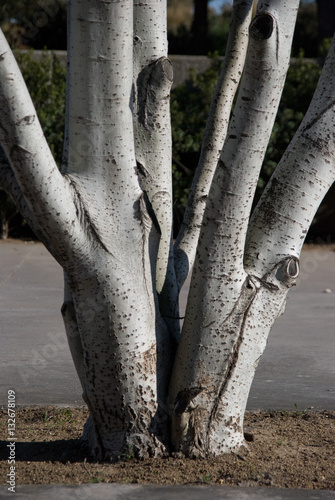 Álamo blanco (Populus alba) en una calle de Barcelona photo