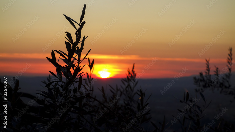 Olivenbaum Sonnenuntergang