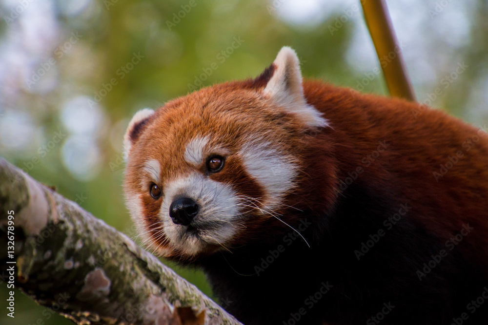 Obraz premium Roter Panda, Kleiner Panda 