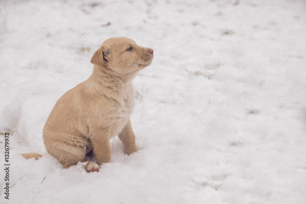 White puppy sitting in the snow, winter. dog portrait in winter.