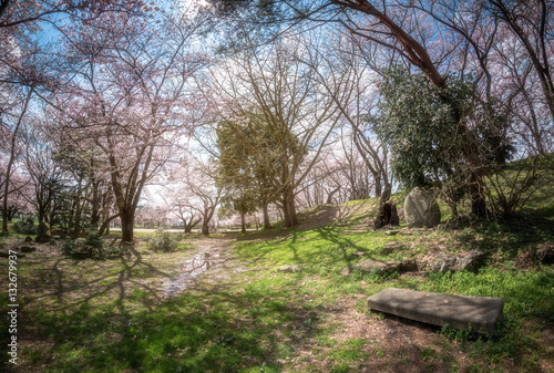 View of Spring cherry blossoms in the park with sun light at yam