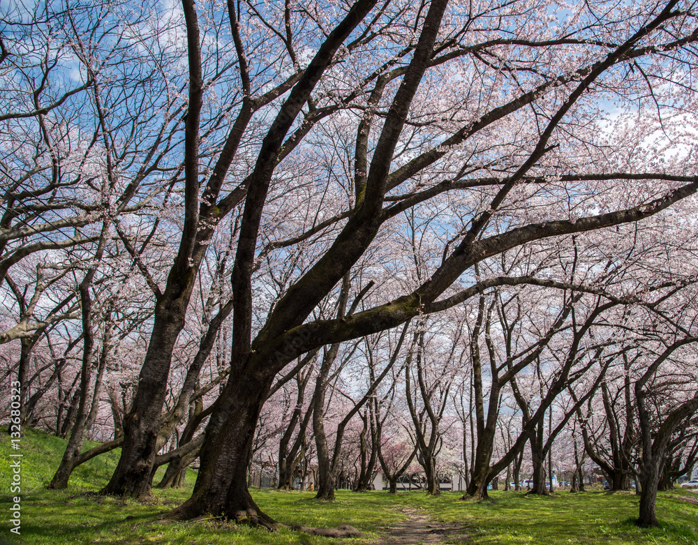 Japan cherry blossoms background Japan cherry blossoms background