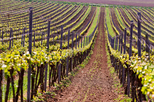 Rows of Vineyard Grape Vines. Spring landscape with green vineya photo