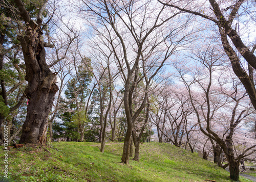 Japan cherry blossoms background