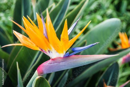 tropical flower strelitzia - African bird of paradise, Madeira 