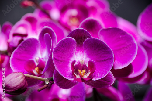 Branch of pink orchids
