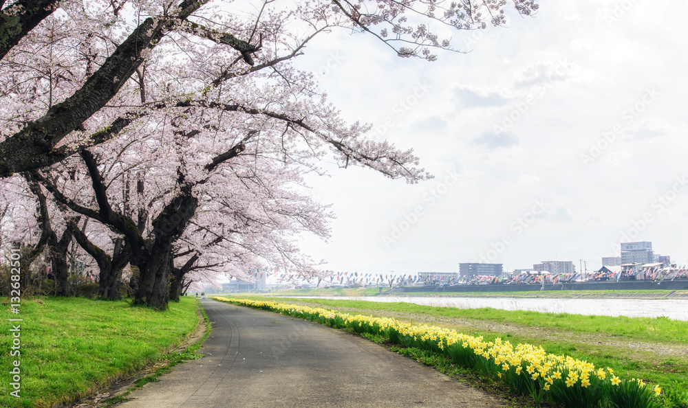 Fototapeta premium Path way of cherry blossoms and Daffodil flowers in Kitakami,Japan