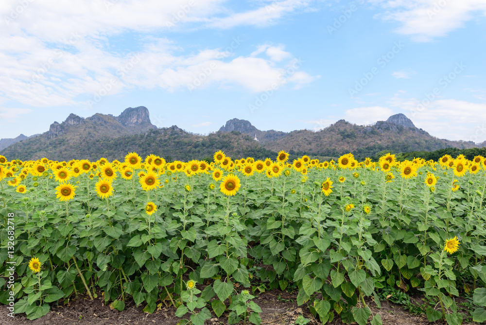 Sunflower field at the mountain Sunflower field at the mountain