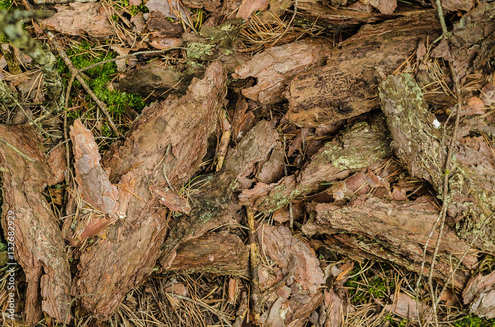 bark, wood, pine, material, background, nature, forest, brown, old, color, texture bark, wood, pine, material, background, nature, forest, brown, old, color, texture