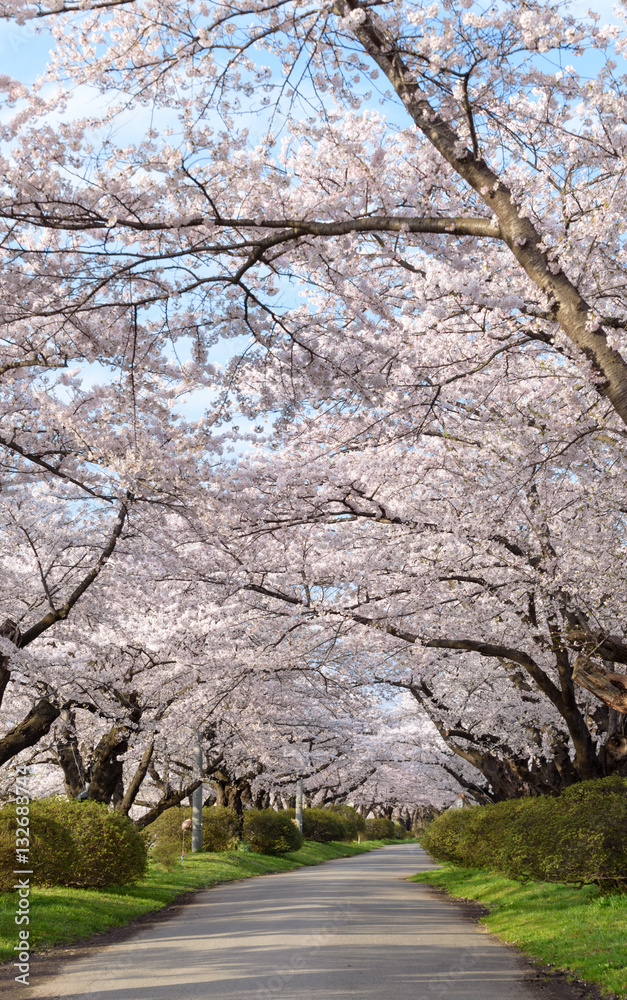 cherry blossom tree road and blue sky background cherry blossom tree road and blue sky background