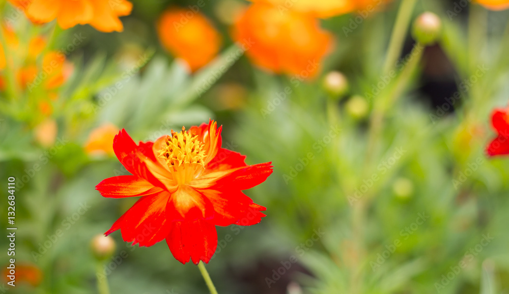 Spring background with beautiful yellow flowers in garden. Spring background with beautiful yellow flowers in garden.