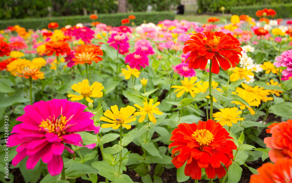 Spring background with beautiful colorful flowers in garden.