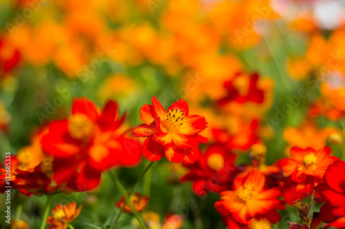 Spring background with beautiful yellow-red flowers in garden.