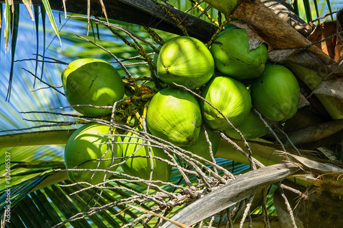 Coconut