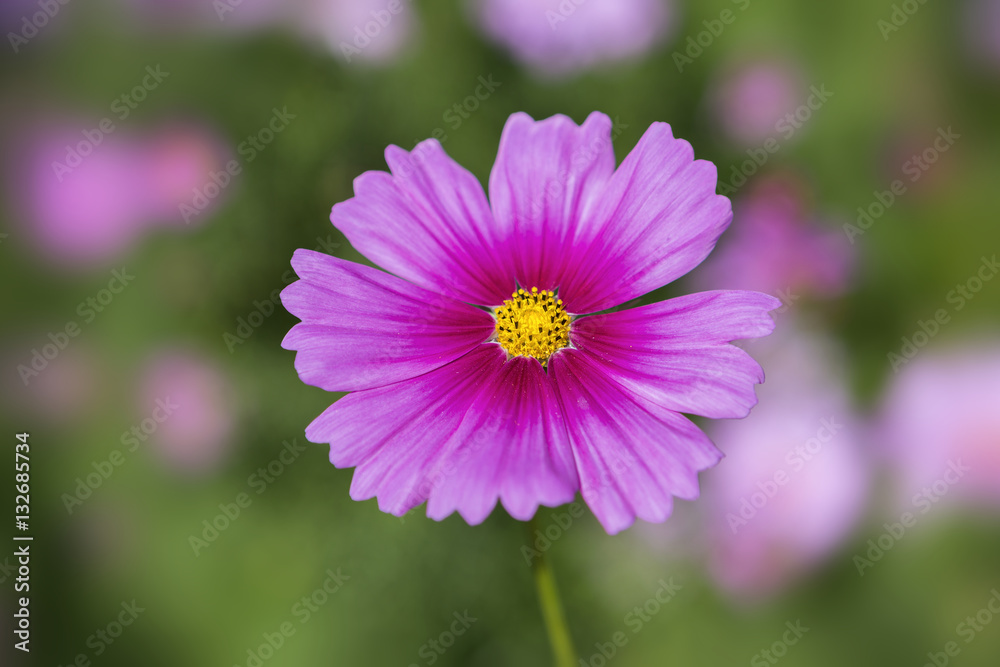 Beautiful closeup cosmos flower over blurred garden background, outdoor natural day light Beautiful closeup cosmos flower over blurred garden background, outdoor natural day light