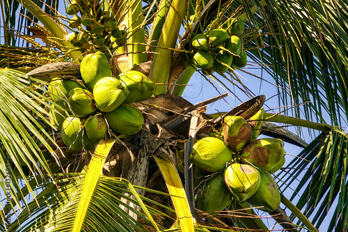 Coconut