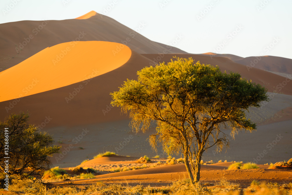 Fototapeta Sussusvlei Deadvlei - Namibia