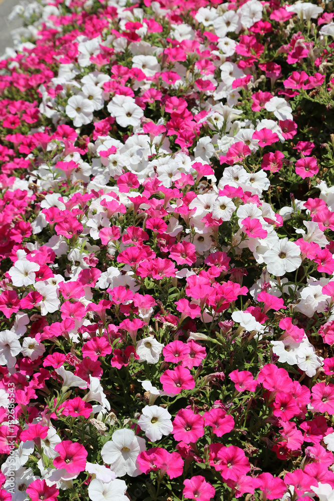 Beautiful flowers of pink and white petunia