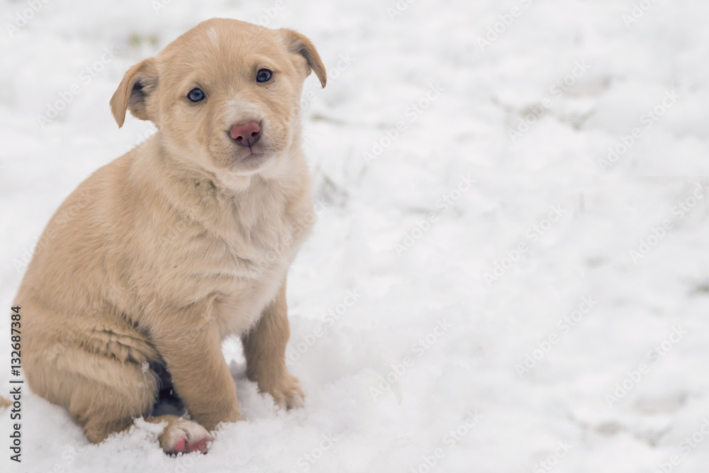 puppy dog wandering. Golden Retriever puppy in the snow