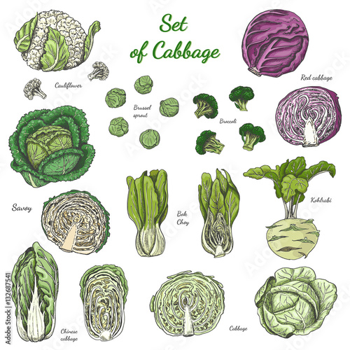 Set of isolated colored cabbage on white background
