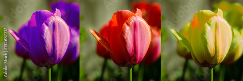 Tulpen in lila  rot gelb